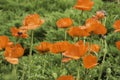 Bright poppy flowers blooming on a bright and sunny day in Lithuania