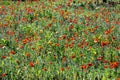 bright poppy flowers in red at the meadow