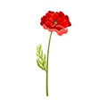 Bright Poppy with Showy Petals on Green Stem Vector Illustration