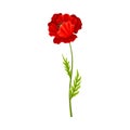 Bright Poppy with Showy Petals on Green Stem Vector Illustration