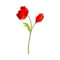 Bright Poppy with Showy Petals on Green Stem Vector Illustration