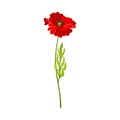 Bright Poppy with Showy Petals on Green Stem Vector Illustration