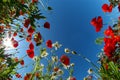 Bright poppy sky Royalty Free Stock Photo