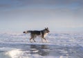Bright portrait of a crossbreed dog and wolf running on frozen lake at sunset. Mountans and ice hummocks on background.