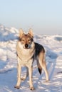 Bright portrait of a crossbreed dog and wolf standing in snow at sunset. Ice hummocks on background.