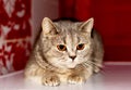 Bright portrait of a gray-golden Scottish Chinchilla cat on a red background