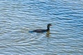 Great cormorant floating on blue water, Phalacrocorax carbo Royalty Free Stock Photo