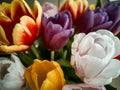 Bright postcard. Natural flower background.Bouquet of beautiful tulip flowers Royalty Free Stock Photo