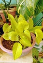 Neon pothos or Golden money-plant Royalty Free Stock Photo