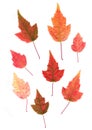 Bright pressed Birch leaves