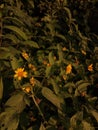 Bright, pretty little field sunflowers