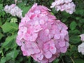 Bright attractive pink hydrangea flower close up in a garden, 2018 Royalty Free Stock Photo