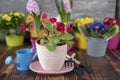 Bright primroses in colorful flower pots and garden tools against a gray wall.