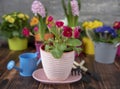 Bright primroses in colorful flower pots and garden tools against a gray wall