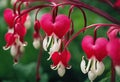 bright puffy dangling flowers heartshaped centrspectabilis heart \' summer white early red flowering Bleeding tip