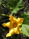 Bright pumpkin flower attracts insects Royalty Free Stock Photo