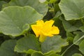 Bright pumpkin flower on dark green leaves background Royalty Free Stock Photo