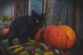 Bright pumpkins and black cat are ready for Halloween Royalty Free Stock Photo