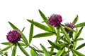 Bright purple Alpine Clover inflorescences with green leaves isolated on a white background. Beautiful wild meadow grass with