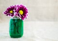 Bright purple argyranthemum flowers in a small mason jar Royalty Free Stock Photo