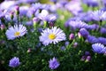 Bright purple asters novae-angliae in the autumn garden close up.