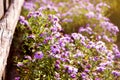 Bright purple autumn aster flowers along a wooden old fence in the garden, autumn floral background Royalty Free Stock Photo