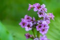 Bright purple bergenia flowers on a blurred green background.