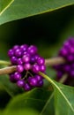 Bright purple berries on a Beautyberry bush Callicarpa americana Royalty Free Stock Photo
