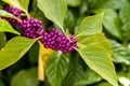 Bright purple berries on a Beautyberry bush Callicarpa americana