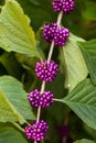 Bright purple berries on a Beautyberry bush Callicarpa americana Royalty Free Stock Photo