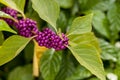 Bright purple berries on a Beautyberry bush Callicarpa americana Royalty Free Stock Photo