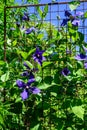 Bright purple blue clematis vine blooming on a metal plant support in a summer garden