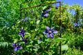 Bright purple blue clematis vine blooming on a metal plant support in a summer garden