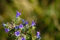 Blueweed flowers with bokeh background