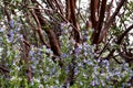 Bright purple blue rosemary culinary and medicinal herb growing oustide, good springtime polinator for bees, manzinita Royalty Free Stock Photo