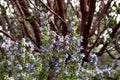 Bright purple blue rosemary culinary and medicinal herb growing oustide, good springtime polinator for bees, manzinita Royalty Free Stock Photo