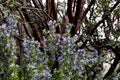 Bright purple blue rosemary culinary and medicinal herb growing oustide, good springtime polinator for bees, manzinita Royalty Free Stock Photo