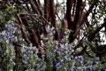 Bright purple blue rosemary culinary and medicinal herb growing oustide, good springtime polinator for bees, manzinita Royalty Free Stock Photo