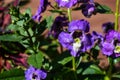 Bright Purple Angelonia Flower Royalty Free Stock Photo