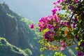 Bright purple Bougainvillea plant flowers in Masca village, Tenerife Royalty Free Stock Photo