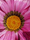 bright purple and brown gerbera with an intricate gold coloured center and glowing petals