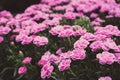 Bright purple carnation flowers faded. Beautiful small carnations filtered. Blooming flowers in garden. Royalty Free Stock Photo