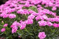 Bright purple carnation flowers with green leaves. Beautiful small carnations. Blooming flowers in garden. Royalty Free Stock Photo
