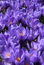 Very peri crocus filed flowers spring background. Royalty Free Stock Photo