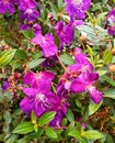 Bright purple colored Pleroma urvilleanum flowers