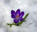 Bright purple crocus flower on white background of spring snow Royalty Free Stock Photo