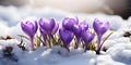 Bright purple crocuses peek through white snow foreshadowing springs imminent arrival. Concept Nature, Spring, Flowers, Seasons, Royalty Free Stock Photo