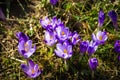 Bright purple crocuses under spring sunlight. Royalty Free Stock Photo