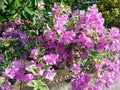 Bright purple decorative paper flowers exposed to morning sunlight