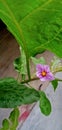 Bright Purple Eggplant Flower Royalty Free Stock Photo